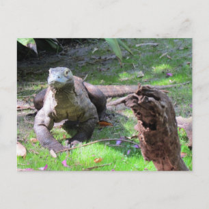 Handsome Komodo Dragon Postcard Postkarte