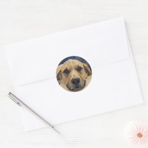 Handsome Labrador Boy Sticker
