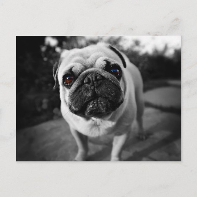 Handsome Mops Postkarte (Vorderseite)
