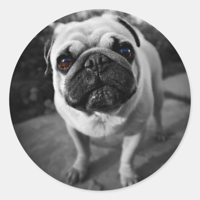 Handsome Mops Runder Aufkleber (Vorderseite)