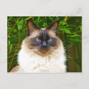 Handsome Oscar Postkarte