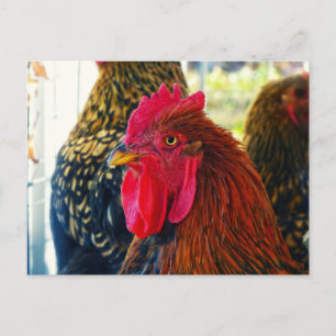 Handsome Rooster Postkarte