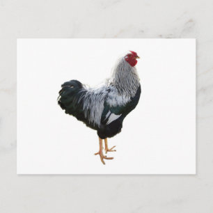 Handsome Silver Penciled Wyandotte Rooster Postkarte