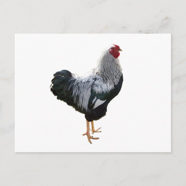 Handsome Silver Penciled Wyandotte Rooster Postkarte (Vorderseite)