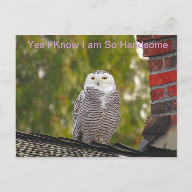 Handsome Snow Owl Postkarte (Vorderseite)