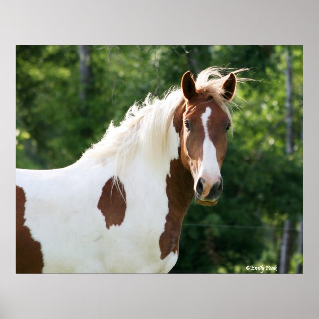 Handsome Sonny Poster (Vorne)