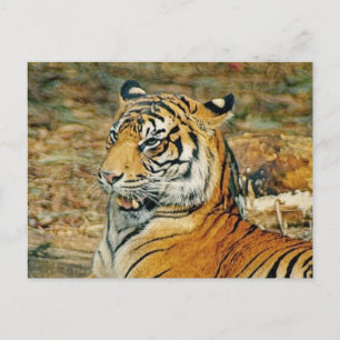 Handsome Tiger Postkarte