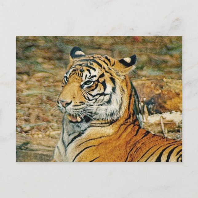 Handsome Tiger Postkarte (Vorderseite)