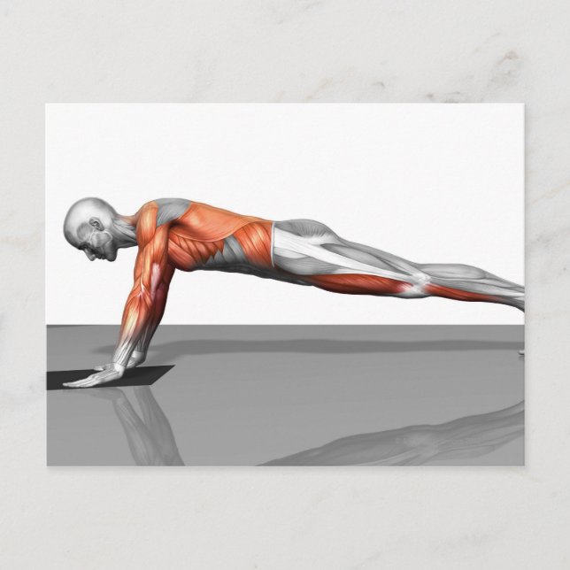 Handtuchfliege Postkarte (Vorderseite)