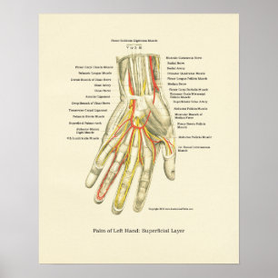 Handy & Handgelenk Internes Anatomie-Poster Poster