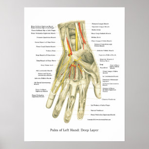 Handy & Handgelenk Internes Anatomie-Poster Poster