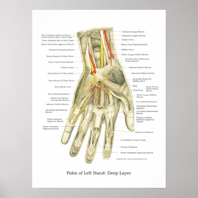 Handy & Handgelenk Internes Anatomie-Poster Poster (Vorne)