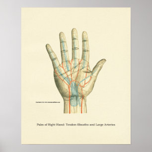 Handy & Handgelenk Internes Anatomie-Poster Poster