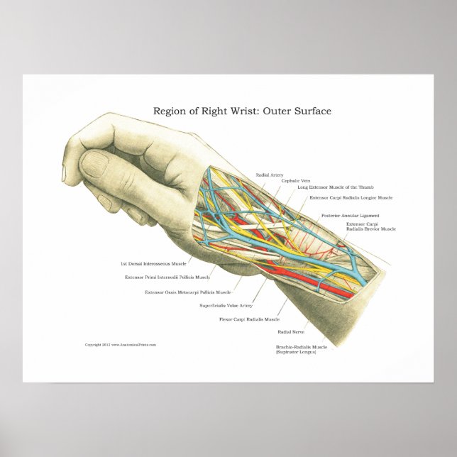 Handy & Handgelenk Internes Anatomie-Poster Poster (Vorne)