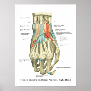 Handy & Handgelenk Internes Anatomie-Poster Poster