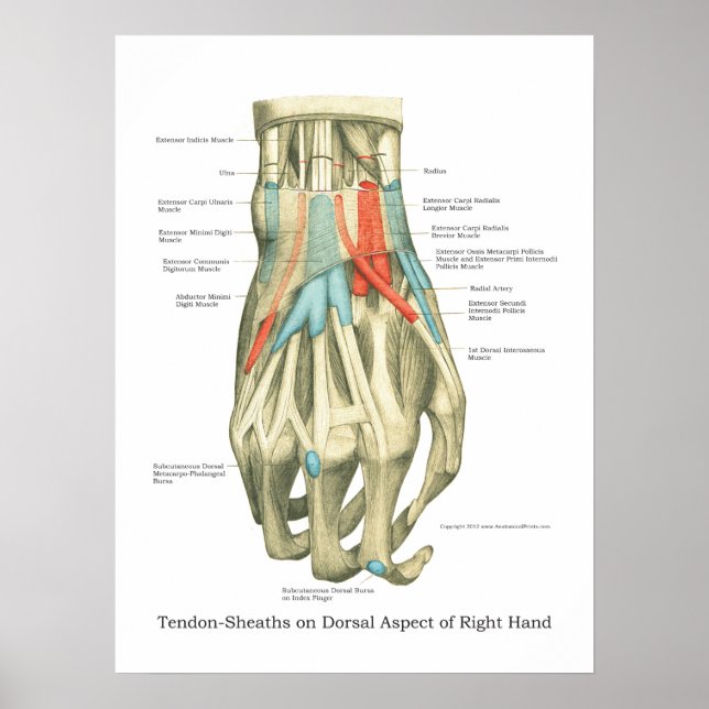 Handy & Handgelenk Internes Anatomie-Poster Poster (Vorne)