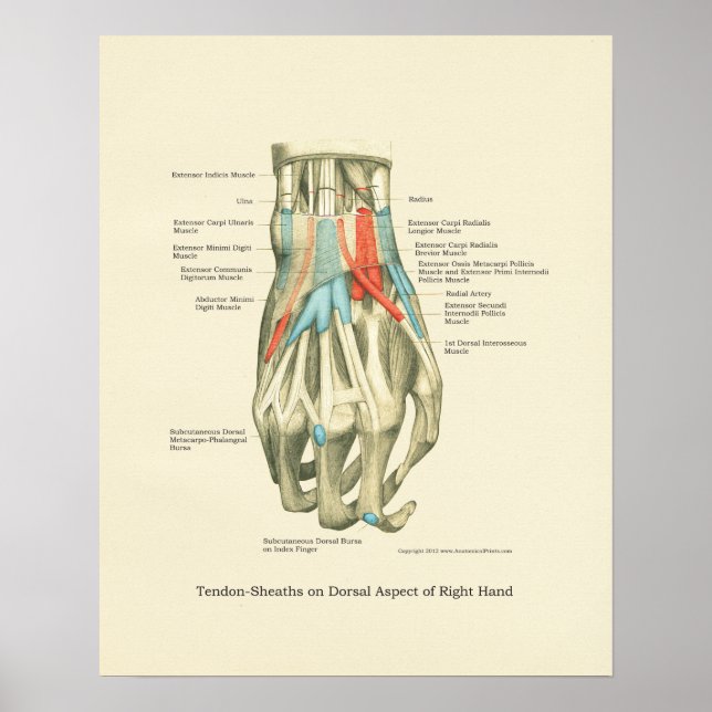 Handy & Handgelenk Internes Anatomie-Poster Poster (Vorne)