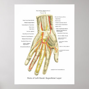 Handy & Handgelenk Internes Anatomie-Poster Poster