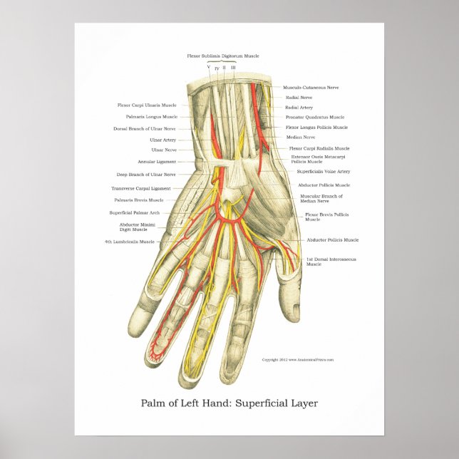 Handy & Handgelenk Internes Anatomie-Poster Poster (Vorne)