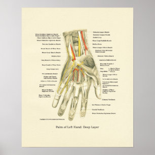 Handy & Handgelenk Internes Anatomie-Poster Poster