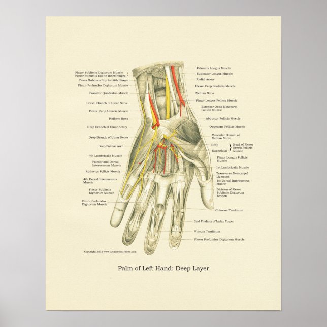 Handy & Handgelenk Internes Anatomie-Poster Poster (Vorne)
