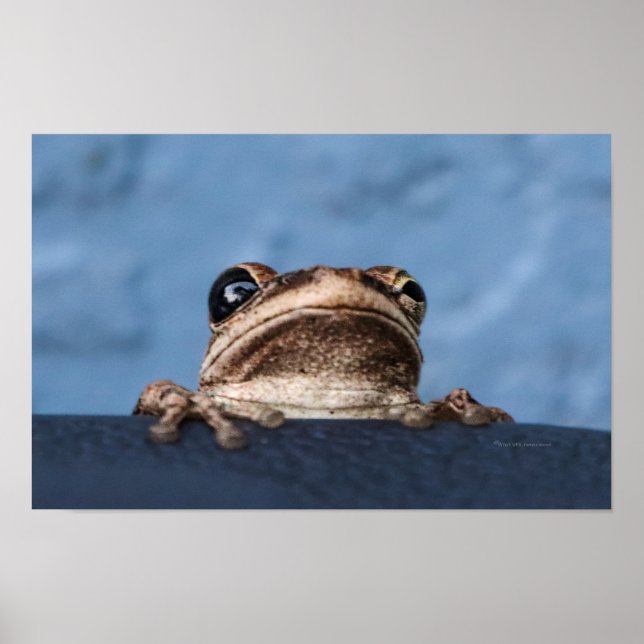 Hang in There Frog Poster (Vorne)