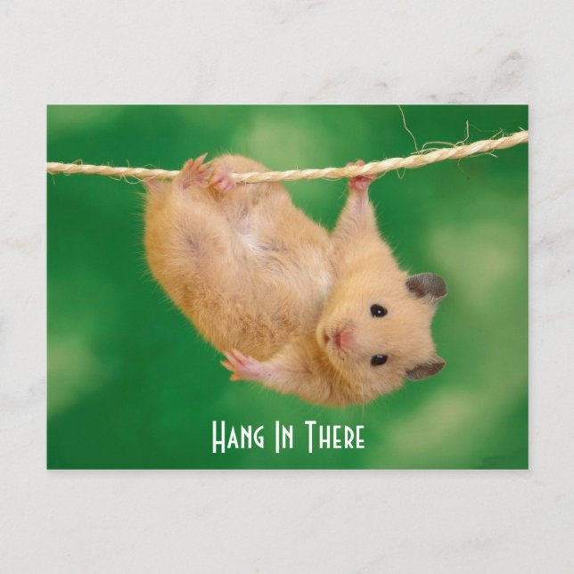 Hang in There Hamster Postkarte (Vorderseite)