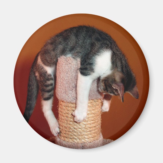 Hang in There Humors Tabby Cat Magnet (Vorne)