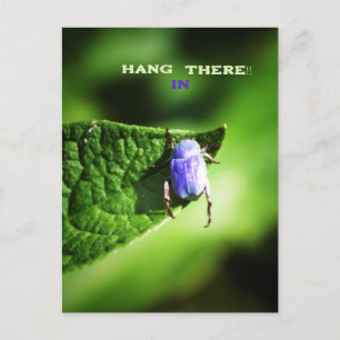 Hang in There, Lila Beatle, Postkarte