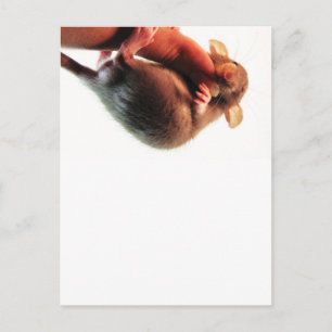 Hang in There Rat Postkarte