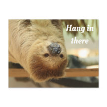 Hang in There, Sloth
