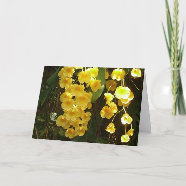 Hängende gelbe Orchideen tropische Blumen (Vorderseite)