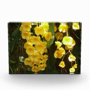 Hängende gelbe Orchideen tropische Blumen Fotoblock