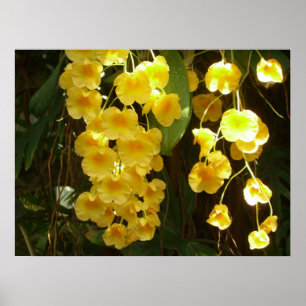 Hängende gelbe Orchideen tropische Blumen Poster