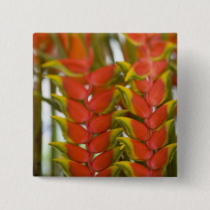 Hängende Heliconia, wöchentlicher Dienstag Obst & Button