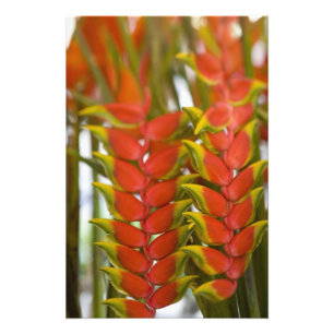 Hängende Heliconia, wöchentlicher Dienstag Obst & Fotodruck