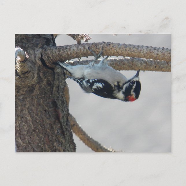 Hangin Out von Leslie Paprikaschoten Postkarte (Vorderseite)