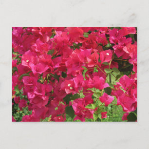 Hanging Bougainvillea Postkarte