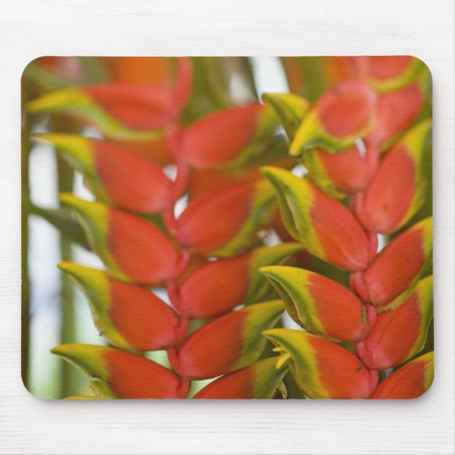 Hanging Heliconia, Weekly Dienstag Früchte & Mousepad (Vorne)