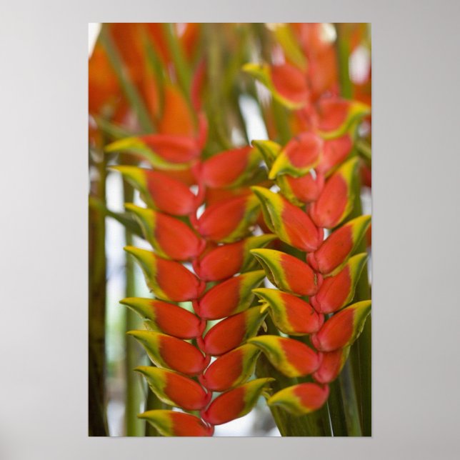 Hanging Heliconia, Weekly Tuesday fruit & Poster (Vorne)
