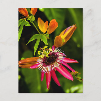 Hanging Red Bromeliad Postkarte