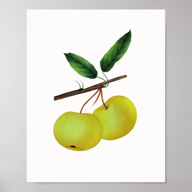 Hanging Soulard Apple Fruit Poster (Vorne)