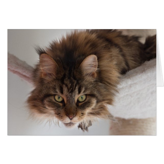 Hangout - Maine Coon Cat Card (Vorderseite (Horizontal))