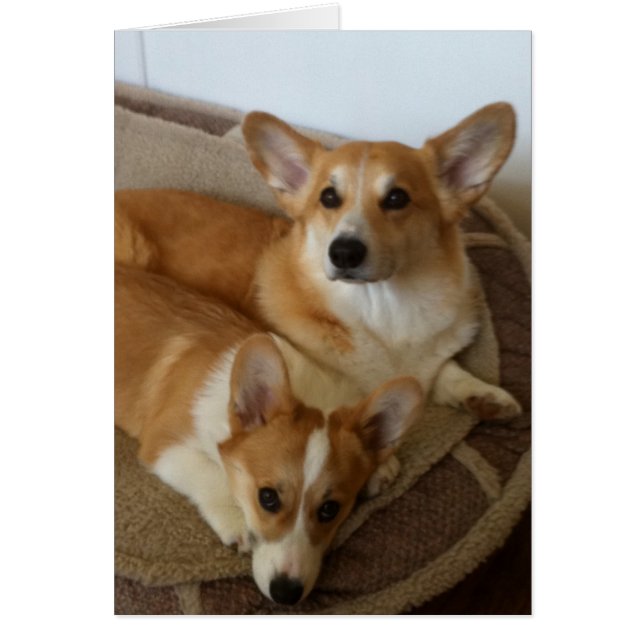 Hank und Milly (Vorne)