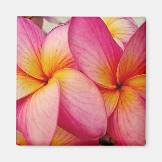 Hanna Pink Glow Plumeria Magnet (Vorne)