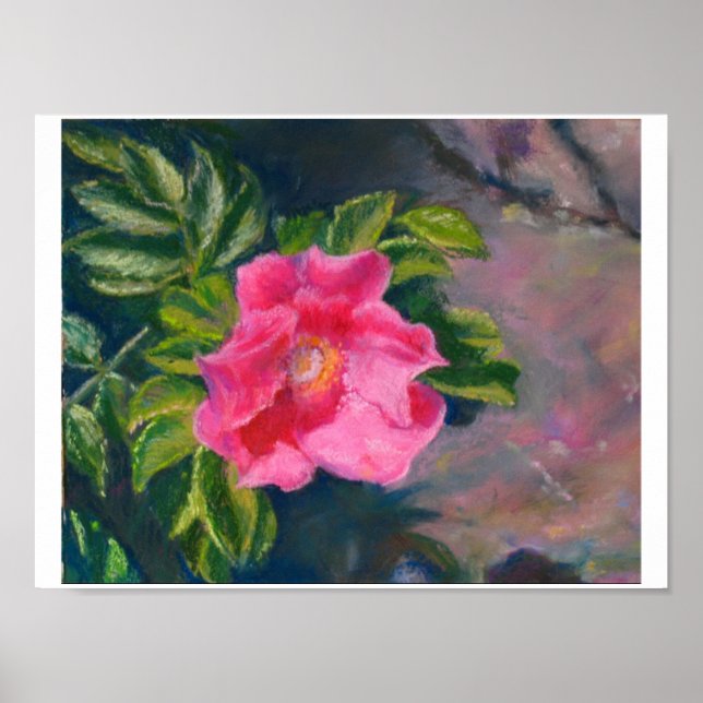 Hansa Shore Rose Poster (Vorne)