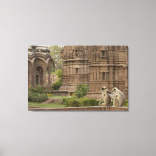 Hanuman-Langurs oder schwarz, gemein oder grau Leinwanddruck