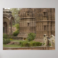 Hanuman-Langurs oder schwarz, gemein oder grau