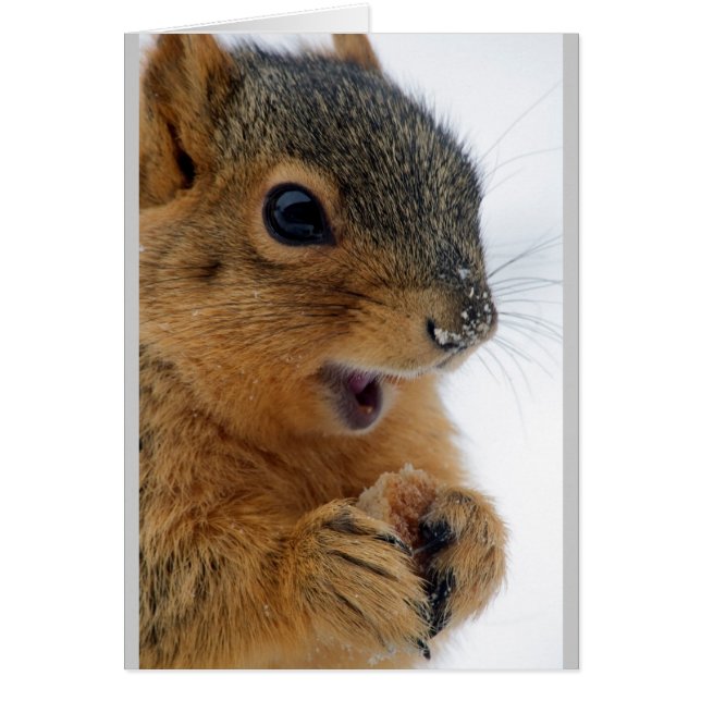 Happiest Eichhörnchen je (Vorne)