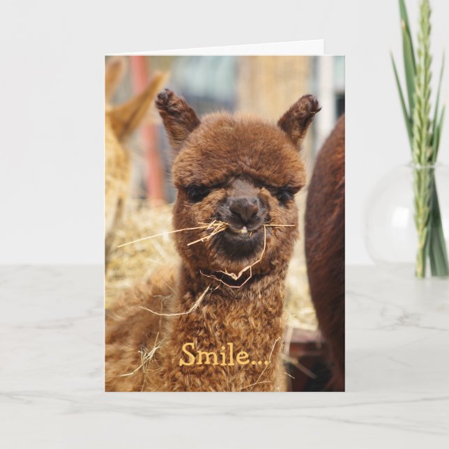 Happy Alpaca Card Karte (Vorderseite)